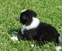 Sarg, a male Australian Shepherd for sale in Rutherfordton, NC – 7 of 7