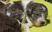 Kona, a male Poodle - Standard  for sale in Rutherfordton, NC – 9 of 9