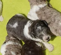 Kona, a male Poodle - Standard  for sale in Rutherfordton, NC – 6 of 9