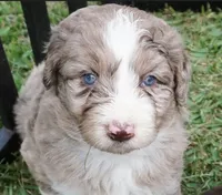 Lani, a female Aussiedoodle for sale in Rutherfordton, NC – 2 of 10