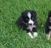 Loki, a male Australian Shepherd for sale in Rutherfordton, NC – 4 of 8