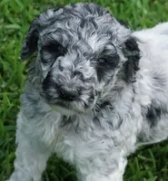 Savvy, a female Poodle - Standard  for sale in Rutherfordton, NC – 2 of 10