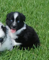 Pyro, a male Australian Shepherd for sale in Rutherfordton, NC – 2 of 10