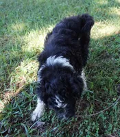Laurel, a female Aussiedoodle for sale in Rutherfordton, NC – 10 of 10