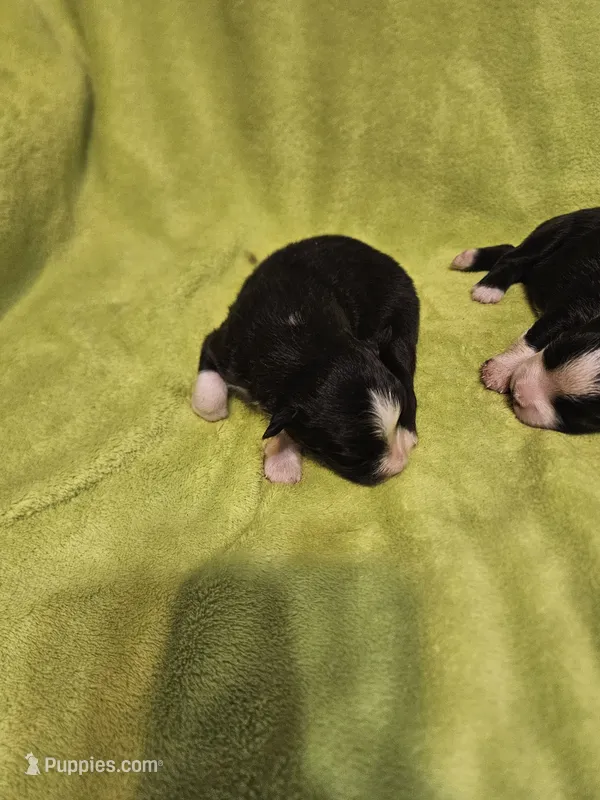 Loki – Australian Shepherd puppy for sale in Rutherfordton, NC