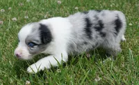Shell, a female Australian Shepherd for sale in Rutherfordton, NC – 8 of 10