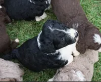 Maple, a female Aussiedoodle for sale in Rutherfordton, NC – 6 of 10