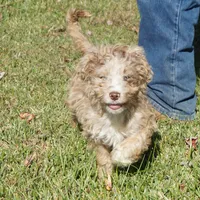 Yogi, a male Aussiedoodle for sale in Rutherfordton, NC – Photo 5 of 10