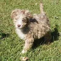 Yogi, a male Aussiedoodle for sale in Rutherfordton, NC – Photo 2 of 10