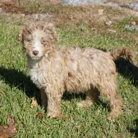 Yogi, a male Aussiedoodle for sale in Rutherfordton, NC – Photo 1 of 10