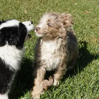 Yogi, a male Aussiedoodle for sale in Rutherfordton, NC – Photo 6 of 10