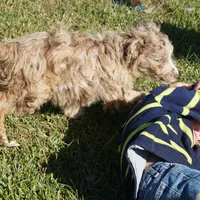 Yogi, a male Aussiedoodle for sale in Rutherfordton, NC – Photo 7 of 10