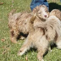 Yogi, a male Aussiedoodle for sale in Rutherfordton, NC – Photo 4 of 10