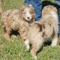 Yogi, a male Aussiedoodle for sale in Rutherfordton, NC – Photo 3 of 10