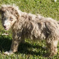 Yogi, a male Aussiedoodle for sale in Rutherfordton, NC – Photo 10 of 10