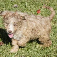 Yogi, a male Aussiedoodle for sale in Rutherfordton, NC – Photo 8 of 10
