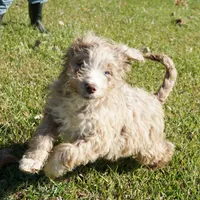 Yogi, a male Aussiedoodle for sale in Rutherfordton, NC – Photo 9 of 10