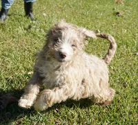 processed/afa53ab6-fe76-409e-98b6-34fe11438367/listing/f2326577-67a8-4c73-a228-e88e9665d800/e915c245-b43a-4e22-b4bc-7a3e475bee26