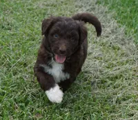 Lizzy, a female Aussiedoodle for sale in Rutherfordton, NC – 2 of 10