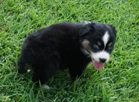 Micky, a male Australian Shepherd for sale in Rutherfordton, NC – 7 of 10