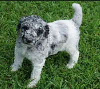 Savvy, a female Poodle - Standard  for sale in Rutherfordton, NC – 7 of 10