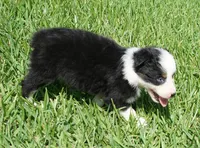 Onyx, a female Australian Shepherd for sale in Rutherfordton, NC – 6 of 6