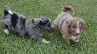 Daisy, a female Aussiedoodle for sale in Rutherfordton, NC – 7 of 10