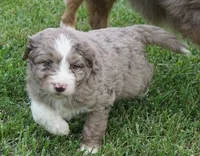Lani, a female Aussiedoodle for sale in Rutherfordton, NC – 4 of 10