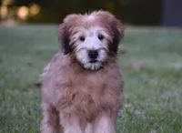 Ghost, a male Soft Coated Wheaten Terrier for sale in Shipshewana, IN – 1 of 4