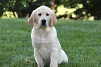 Tuxx, a male Golden Retriever for sale in Shipshewana, IN – 3 of 4