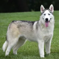 Toto, a male Siberian Husky for sale in Shipshewana, IN – Photo 4 of 4