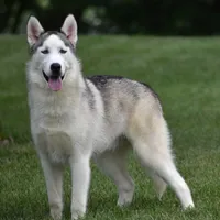 Toto, a male Siberian Husky for sale in Shipshewana, IN – Photo 2 of 4
