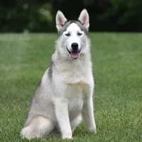 Toto, a male Siberian Husky for sale in Shipshewana, IN – Photo 1 of 4