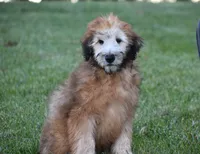 Grey, a male Soft Coated Wheaten Terrier for sale in Shipshewana, IN – 3 of 3