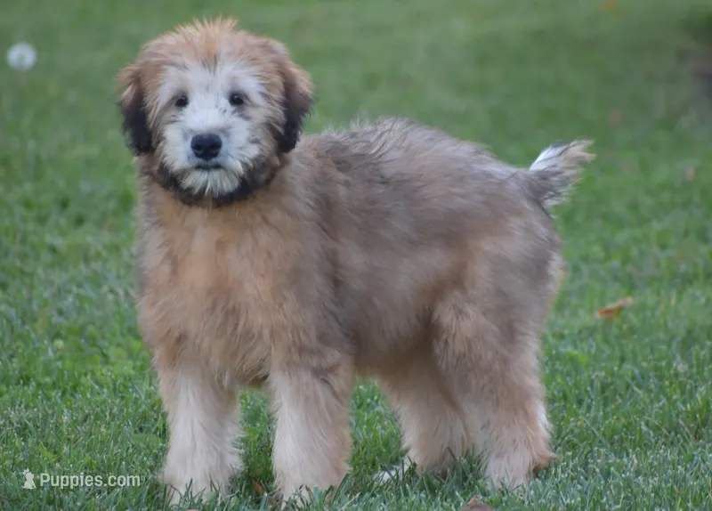 Grady – Soft Coated Wheaten Terrier puppy for sale in Shipshewana, IN