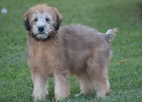 Grady, a male Soft Coated Wheaten Terrier for sale in Shipshewana, IN – 1 of 4