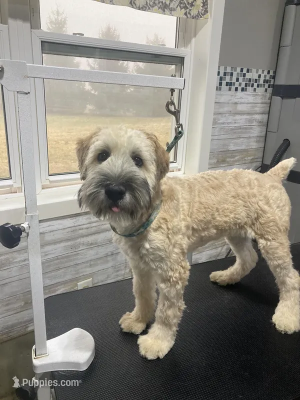 Pippin, a female Soft Coated Wheaten Terrier for sale in Shipshewana, IN – Photo 1 of 1