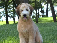 Nemoh, a male Soft Coated Wheaten Terrier for sale in Shipshewana, IN – 3 of 3