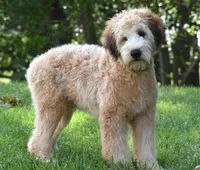 Nemoh, a male Soft Coated Wheaten Terrier for sale in Shipshewana, IN – 2 of 3