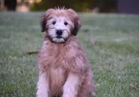 Ghost, a male Soft Coated Wheaten Terrier for sale in Shipshewana, IN – 3 of 4