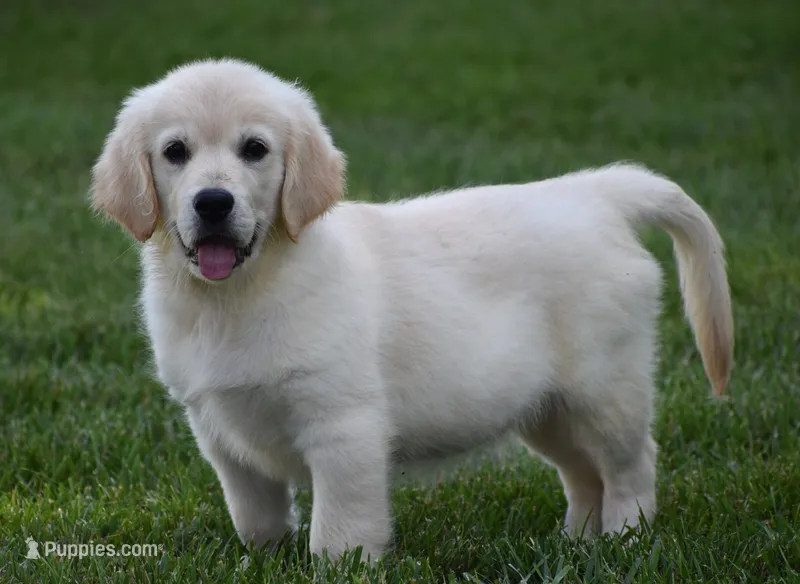 Amor – Golden Retriever puppy for sale in Shipshewana, IN