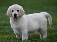 Amor, a male Golden Retriever for sale in Shipshewana, IN – 1 of 4