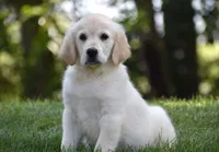 Amor, a male Golden Retriever for sale in Shipshewana, IN – 2 of 4