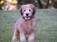 Ghost, a male Soft Coated Wheaten Terrier for sale in Shipshewana, IN – 4 of 4