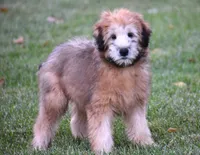Grady, a male Soft Coated Wheaten Terrier for sale in Shipshewana, IN – 4 of 4