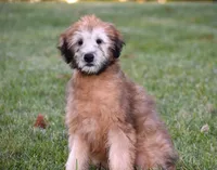 Grady, a male Soft Coated Wheaten Terrier for sale in Shipshewana, IN – 3 of 4
