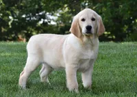 Tuxx, a male Golden Retriever for sale in Shipshewana, IN – 2 of 4