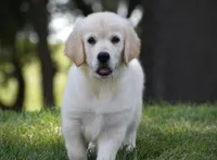Amor, a male Golden Retriever for sale in Shipshewana, IN – 4 of 4