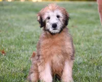 Grady, a male Soft Coated Wheaten Terrier for sale in Shipshewana, IN – 2 of 4