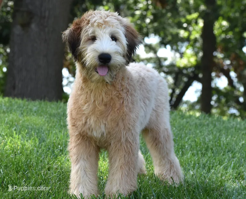 Nemoh – Soft Coated Wheaten Terrier puppy for sale in Shipshewana, IN